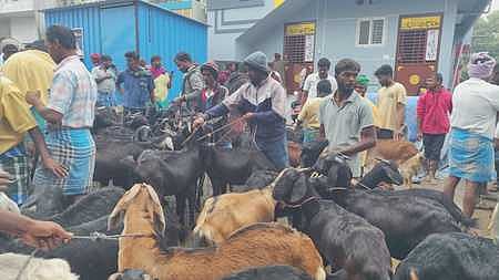 தருமபுரியில் பொங்கல் பண்டிகையை முன்னிட்டு ஞாயிற்றுக்கிழமை நடைபெற்ற வாரச்சந்தையில் விறு விறுப்பாக நடைபெற்ற ஆடுகள் விற்பனை. 