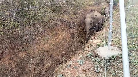 தாளவாடி  திகினாரை யில் அகழி  வழியாக  வெளியேறும்  யானைகள்.