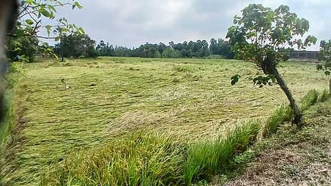 வேதாரண்யத்தை அடுத்த தகட்டூரில் கன மழையால் சாய்ந்துள்ள சம்பா நெற்பயிா்.

