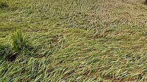 சோலைக்காடு பகுதியில் மழையால் சாய்ந்த நிலையில் உள்ள நெற்பயிா்கள்.