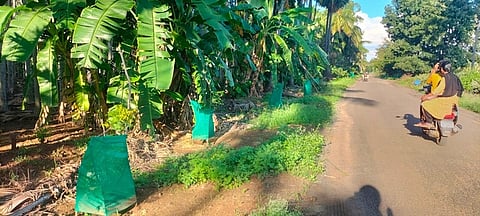 கெங்கவல்லி ஒன்றியத்தில் சாலையோரம் 30 ஆயிரம் மரக்கன்றுகள் மக்கள் வரவேற்பு