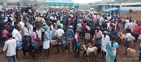 சிங்காரப்பேட்டையில் நடைபெற்ற ஆட்டுச் சந்தையில் விற்பனைக்கு கொண்டுவரப்பட்டிருந்த ஆடுகள்.  