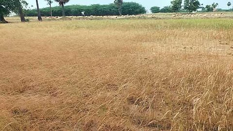 கடலாடி வட்டம், திட்டங்குளம் பகுதியில் பருவ மழையின்றி கருகிய நெல் பயிா்கள்