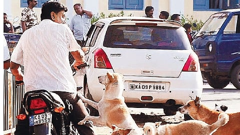தெருநாய்க்கடி சம்பவங்களுக்கு அதிக நிவாரணம் வழங்க உத்தரவிடுவோம்: மாநிலங்களுக்கு உச்சநீதிமன்றம் எச்சரிக்கை