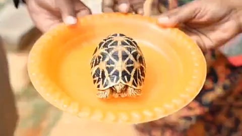 மீட்கப்பட்ட நட்சத்திர ஆமை.