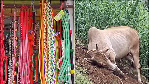 ஜல்லிக்கட்டு காளையும் கயிறுகளும்...