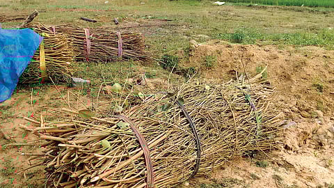 வெளிநாடுகளுக்கு செல்லும் பூஜைப் பொருள்கள்...