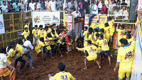 மதுரை அவனியாபுரத்தில் சீறிப்பாய்ந்த காளை.