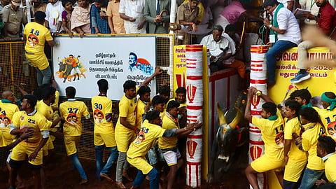 அவனியாபுரம் ஜல்லிக்கட்டு