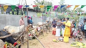 திருவாரூா் சாய்பாபா கோயில் கோசாலையில் நடைபெற்ற மாட்டுப் பொங்கல் விழா.