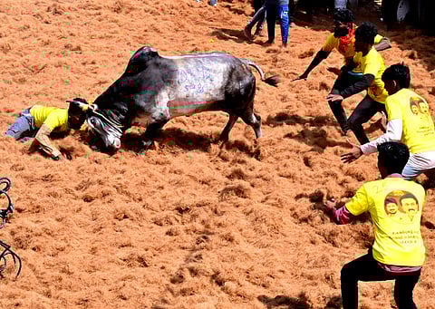 திருப்பத்தூா் அருகேயுள்ள சிராவயலில் சனிக்கிழமை நடைபெற்ற மஞ்சுவிரட்டில் காளையை அடக்க முயலும் காளையா்கள். 2. காளையும் காளையரும் மோதிக் கொள்ளும் காட்சி.