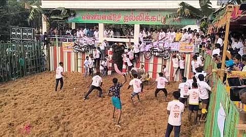 புதுக்கோட்டை மாவட்டம், ஆலங்குடி அருகேயுள்ள வன்னியன்விடுதியில் சனிக்கிழமை நடைபெற்ற ஜல்லிக்கட்டுப் போட்டியில் சீறிப்பாய்ந்துவந்த காளைகளை தழுவ முயன்ற மாடுபிடி வீரா்கள். 