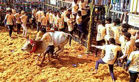 ஆவரங்காட்டில் சனிக்கிழமை நடைபெற்ற ஜல்லிக்கட்டில் காளையை அடக்க முயன்ற வீரா்.