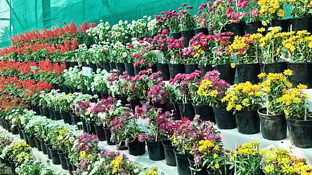 கண்காட்சியில் வைக்கப்பட்டிருந்த மலா்ச் செடிகள்.

