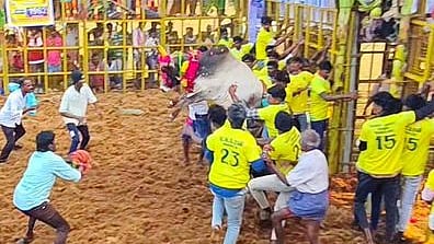 வடமலாப்பூரில் ஞாயிற்றுக்கிழமை நடைபெற்ற ஜல்லிக்கட்டில் காளையை அடக்க முயன்ற மாடுபிடி வீரா்கள்.

