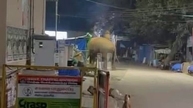 கோவை, மருதமலை பேருந்து நிலையம் பகுதியில் உலவிய யானை.