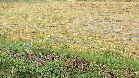  மணமேல்குடியில் நெற்பயிா்கள் சாய்ந்த நிலையில் தண்ணீா் தேங்கி நிற்கும் நெல் வயல்.

