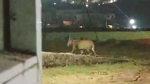 உதகை அருகே முத்தோரை பாலாடா பகுதியில் இரவு நேரத்தில் உலவிய சிறுத்தை.