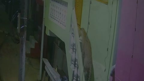 குன்னூா் அருகே டென்ட்ஹில் பகுதியில் வீட்டின் மாடிப் படி ஏறி செல்லும் சிறுத்தை.