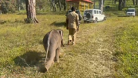 குட்டி யானை