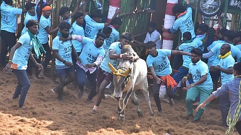 ஆலங்குடி அருகே முக்காணிப்பட்டியில் ஜல்லிக்கட்டு: 44 போ் காயம்