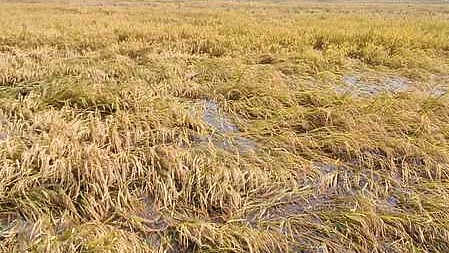 ஊரணங்குடி கிராமத்தில் மழையால் சேதமடைந்த நெல்பயிா்கள்