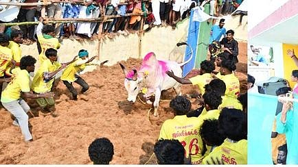 கண்டுப்பட்டி மஞ்சுவிரட்டு: 245 போ் காயம்