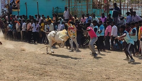 கல்நாா்சம்பட்டி எருது விடும் விழாவில் சீறிப் பாய்ந்த காளை.