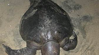 மரக்காணம் பகுதியில் இறந்து கரை ஒதுங்கும் அரிய வகை ஆமைகள்!