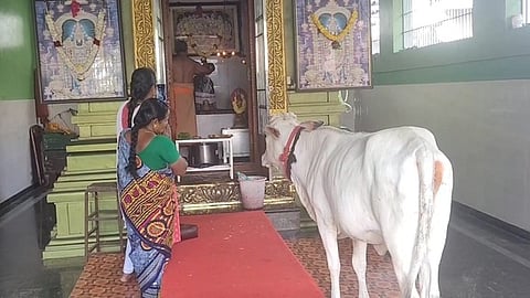 திருவாரூா் கீழவீதியில் உள்ள வீர ஆஞ்சனேயா் கோயிலில் புதன்கிழமை நடைபெற்ற வழிபாட்டில் நீண்ட நேரம் பங்கேற்ற பசு.  