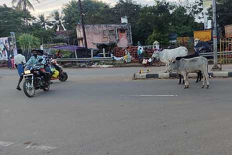 கந்தா்வகோட்டை தேசிய நெடுஞ்சாலைகளில் சுற்றித் திரியும் மாடுகள். 