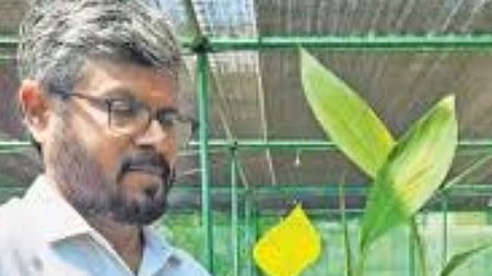 காவிரி பூவன் ரகக் கன்றுகளுடன் தேசிய வாழை ஆராய்ச்சி மைய இயக்குநா் ஆா். செல்வராஜன்.