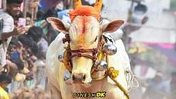  ஆற்காட்டை அடுத்த மாங்குப்பம் கிராமத்தில் நடைபெற்ற எருது விடும் விழாவில் சீறிப்பாய்ந்த  காளை.