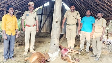 சிறுத்தை தாக்கி 2 கன்றுகள் உயிரிழப்பு