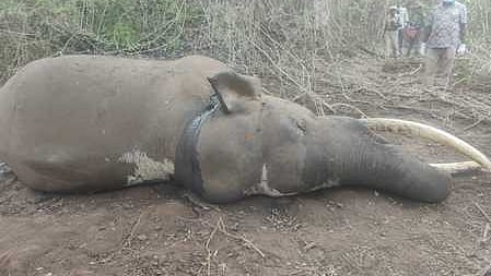 முதுமலை புலிகள் காப்பக வனத்தில்  கிடந்த ஆண் யானையின் சடலம்.

