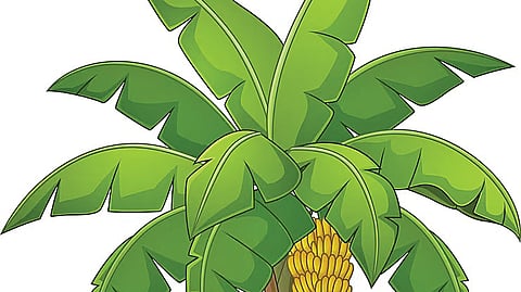 வாழை மரம்