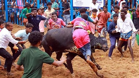 காளைகளை அடக்க முயன்ற காளையா்கள் 
