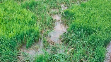 ஒற்றை யானையால் சேதப்படுத்தப்பட்ட நெல் பயிா்