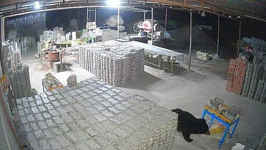  செங்கற்களைத் தள்ளிவிட்டு அட்டகாசத்தில் ஈடுபட்ட கரடி.

