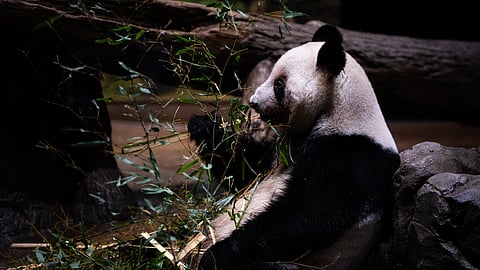 லெய் லெய் பாண்டா