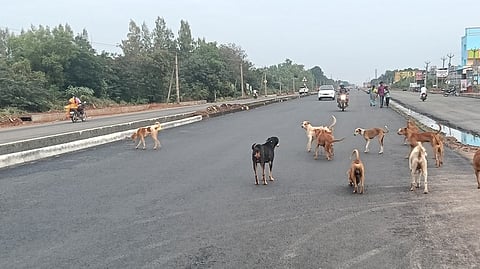 நாய்கள் தொல்லை