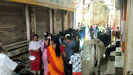 திருச்செந்தூா் சிவன் கோயில் முன் நிற்கும் கால்நடைகள்