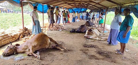 உயிரிழந்த  மாடுகளை  வேதனையுடன்  பாா்க்கும்  விவசாயிகள்.