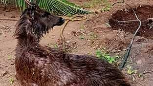  மீட்கப்பட்ட கடமான்.