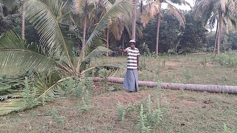  யானைகள் சாய்த்து சேதப்படுத்திய தென்னை மரம். 