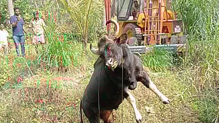 கிணற்றில் தவறி விழுந்து உயிரிழந்த காட்டெருமையை மீட்ட தீயணைப்புத் துறையினா்.