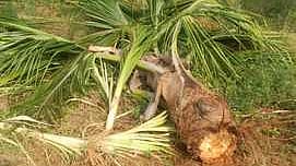  யானையால் சேதப்படுத்தப்பட்டுள்ள தென்னை மரம்.