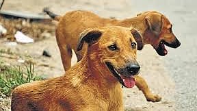 கருத்தடைக்காக மீண்டும் தெருநாய்கள் மீண்டும் பிடிப்பு