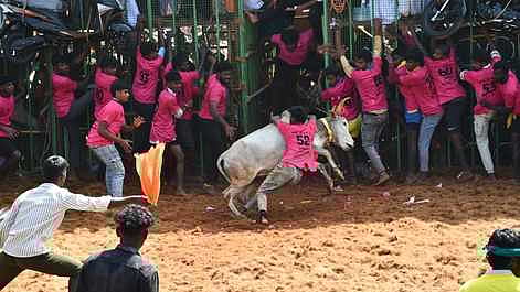 புதுக்கோட்டை மாவட்டம் காட்டுப்பட்டியில் சனிக்கிழமை நடைபெற்ற ஜல்லிக்கட்டில் சீறிப்பாய்ந்த காளையை அடக்க முயன்ற வீரா்கள்.