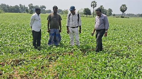  வானூா் வட்டாரத்துக்குள்பட்ட குமளம்பட்டு கிராமத்திலுள்ள உளுந்து விதைப்பண்ணையில் ஆய்வு மேற்கொண்ட வேளாண் உதவி இயக்குநா் எத்திராஜ். உடன், அலுவலா்கள்.